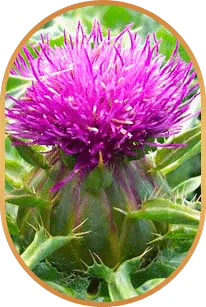 Silymarin ingredient used in LivPure